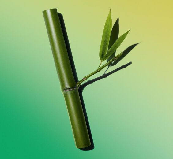 Bambus-Bambuspuder-Bambusa arundinacea stem extract