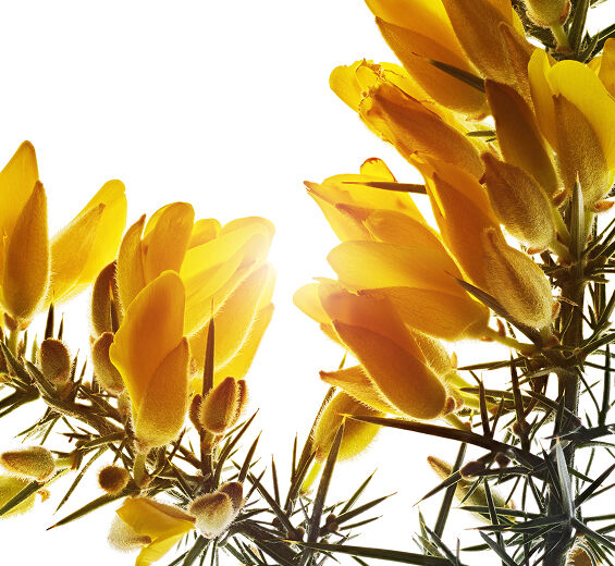 Stechginster-Bio-Stechginster-Extrakt-Ulex europaeus leaf/root/stem extract