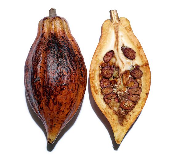 Kakaobaum-Kakaopulver-Extrakt-Theobroma cacao (cocoa) extract