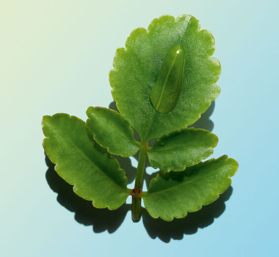 Goethe-Pflanze-Extrakt aus der Bio-Goethe-Pflanze-Kalanchoe pinnata leaf extract