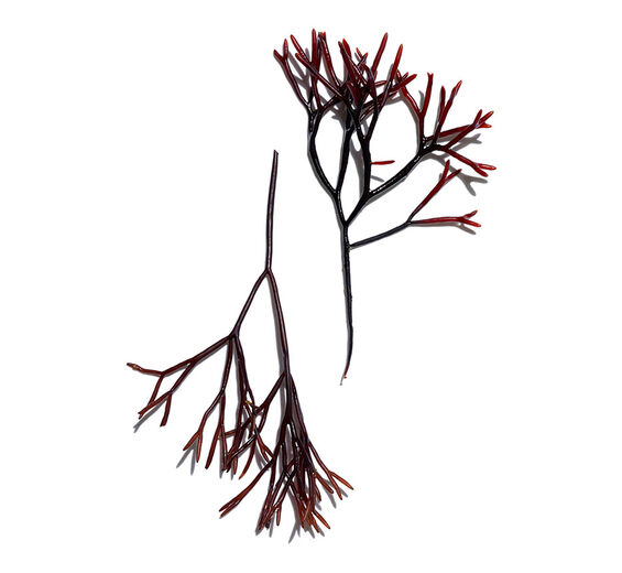 Furcellaria-Gabeltang-Extrakt-Furcellaria lumbricalis extract