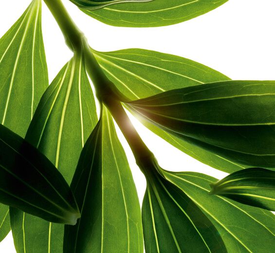 Seifenkraut-Bio-Seifenkraut-Extrakt-Saponaria officinalis leaf extract