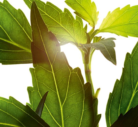 Orthosiphon-Orthosiphon-Extrakt-Orthosiphon stamineus extract