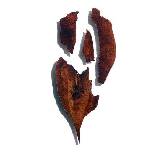 Bocoa-Bocoa-Extrakt-Bocoa prouacensis extract