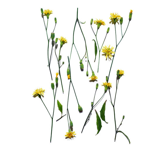 Rainkohl-Rainkohl-Extrakt-Lapsana communis flower/leaf/stem extract
