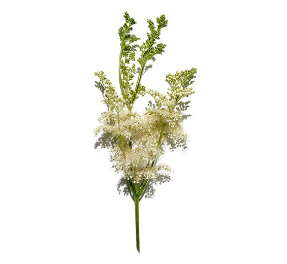 Mädesüss-Wiesenkönigin-Extrakt-Spiraea ulmaria extract