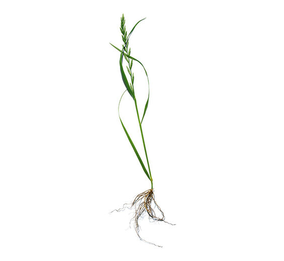 Agropyron-Extrakt aus Bio-Kriech-Quecke-Agropyron repens root extract