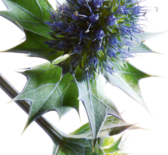 Chardon des dunes-Extrait de chardon des dunes bio-Sea Holly