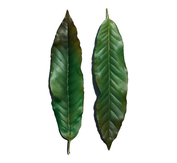 Huang qi-Tragantwurzel-Extrakt-Engelhardtia chrysolepis leaf extract