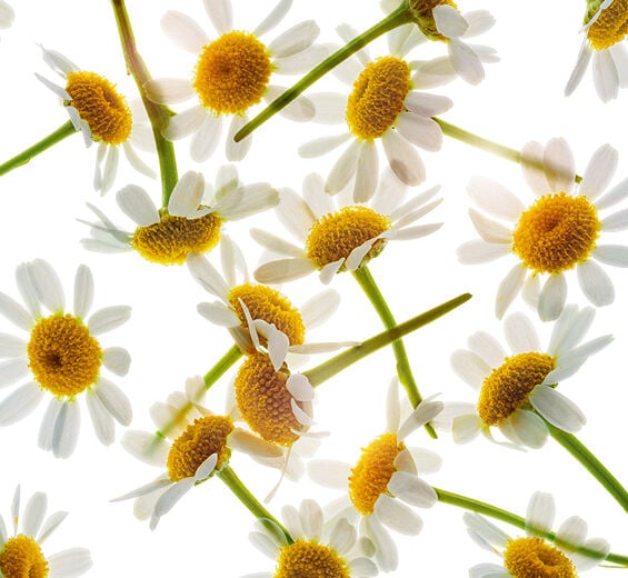 Kamille-Extrakt aus Römischer Kamille-Anthemis nobilis flower extract