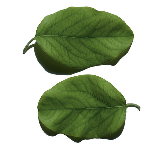 Quittenbaum-Quittenblattextrakt-Cydonia oblonga leaf extract