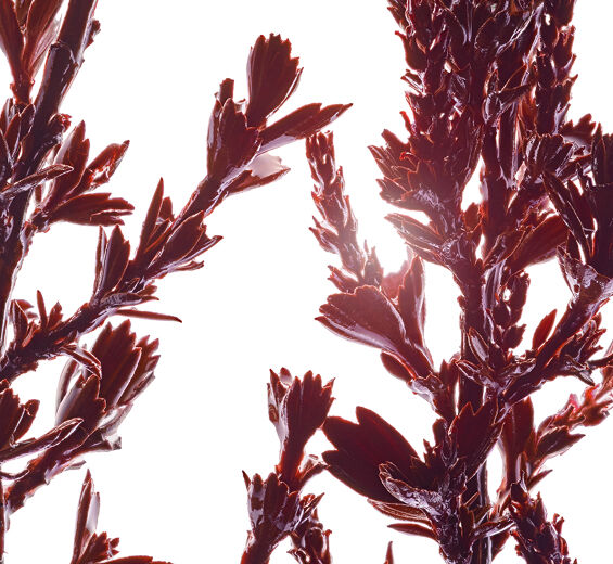 Myrothamnus-Myrothamnus-Extrakt-Myrothamnus flabellifolia leaf/stem extract
