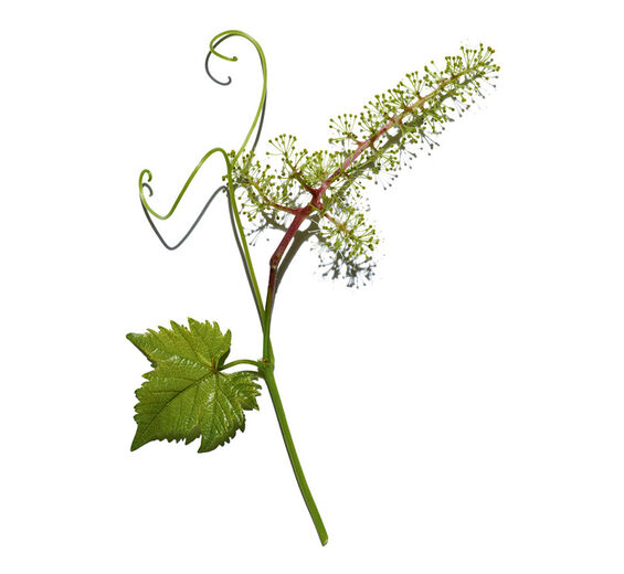 Wein-Weinblüten-Zell-Extrakt-Vitis vinifera (grape) flower cell extract