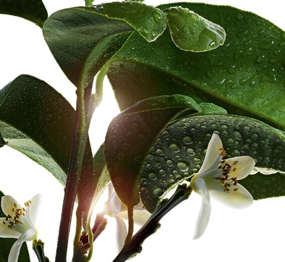 Bitterorange-Bitterorangenwachs-Citrus aurantium amara (bitter orange) flower wax