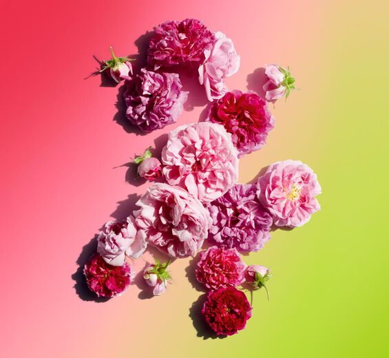 Damaszenerrose-Damaszenerrosenwasser-Rosa damascena flower water