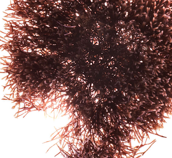 Rote Jania-Jania-rubens-Extrakt-Jania rubens extract