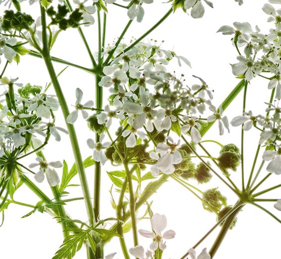 Cerfeuil des bois-Extrait de cerfeuil des bois bio-Anthriscus sylvestris extract