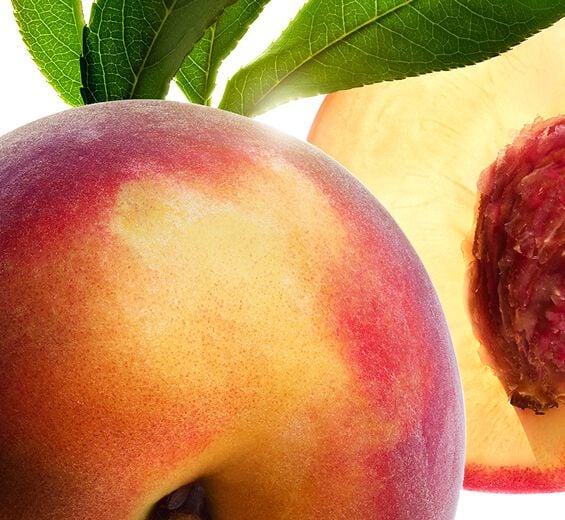 Pfirsichbaum-Pfirsichmilch.-Prunus persica (peach) leaf extract