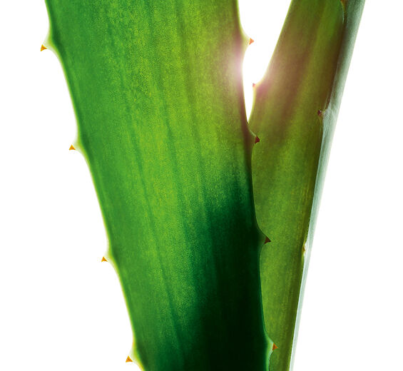 Aloe vera-Extrait d'aloe vera-Aloe barbadensis leaf juice,aloe barbadensis leaf juice powder
