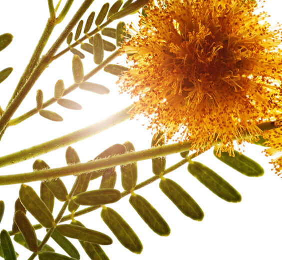 Süsse Akazie-Kassienwachs-Acacia farnesiana flower wax