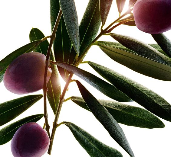 Olivenbaum-Oliven-Extrakt-Olea europaea (olive) leaf extract