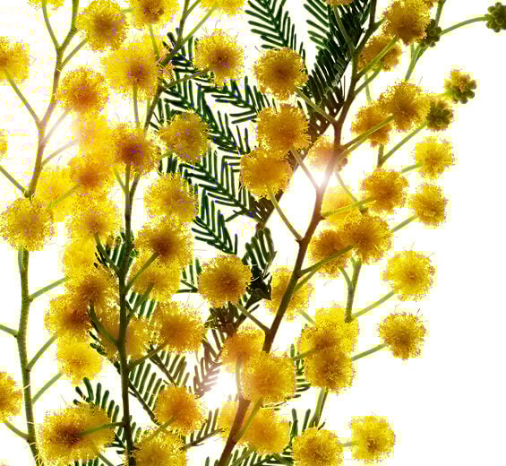 Mimosa tenuiflora-Mimosa-tenuiflora-Extrakt-Sorbic acid
