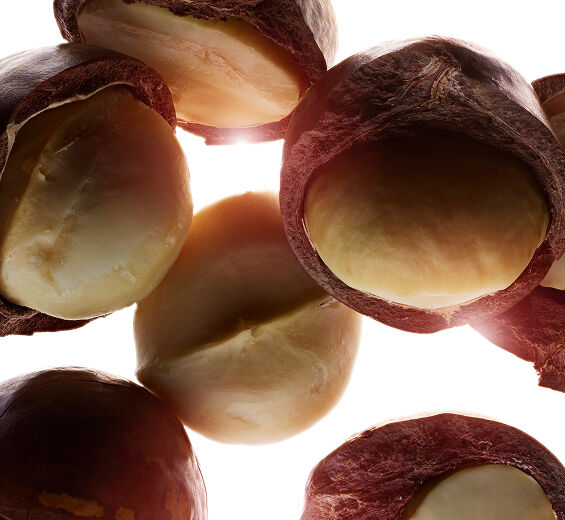 Macadamia-Biologisches Macadamia-Öl-Macadamia ternifolia seed oil