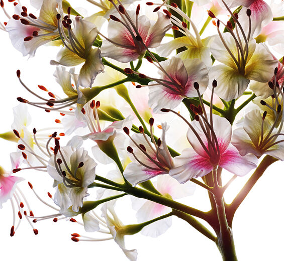 Kastanienbaum-Extrakt aus Bio-Rosskastanienblüten-Aesculus hippocastanum (horse chestnut) extract