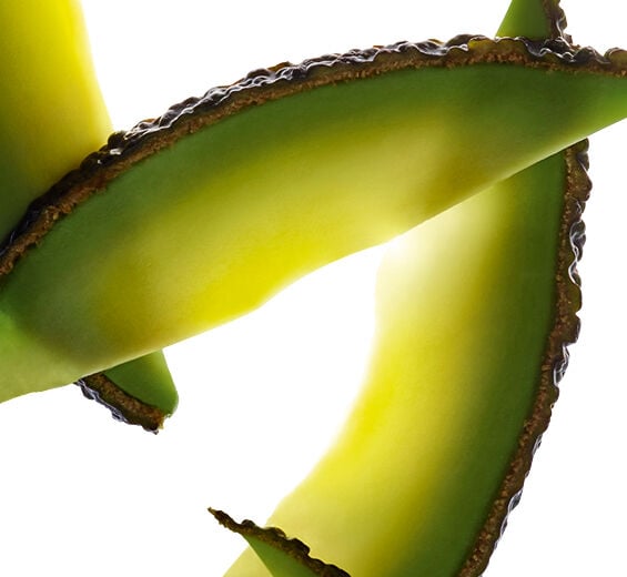 Avocadobaum-Avocado-Peptide-undefined