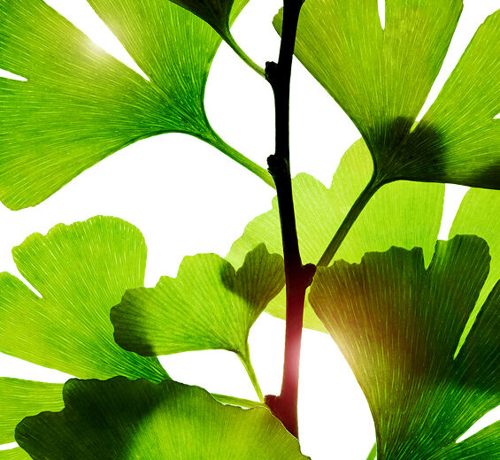 Ginkgo biloba-Extrait de ginkgo biloba-Ginkgo biloba leaf extract