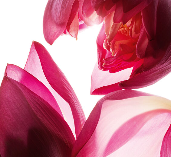 Lotus-Extrait de lotus-Nelumbo nucifera flower extract