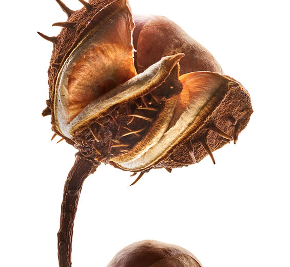 Kastanienbaum-Aescin aus Rosskastanie-Escin