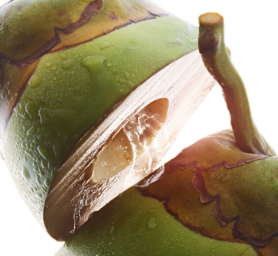 Kokospalme-Bio-Kokoswasser-Cocos nucifera (coconut) fruit juice