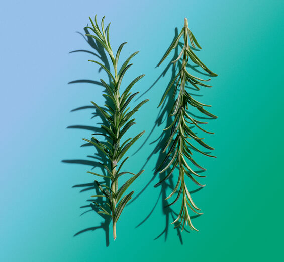 Rosmarin-Ätherisches Rosmarinöl-Rosmarinus officinalis (rosemary) leaf oil