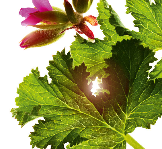 Rosengeranie-Ätherisches Rosengeranienöl-Pelargonium graveolens flower oil