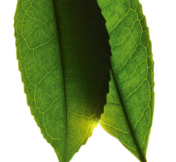 Matcha Tee-Weisstee-Extrakt-Camellia sinensis leaf extract