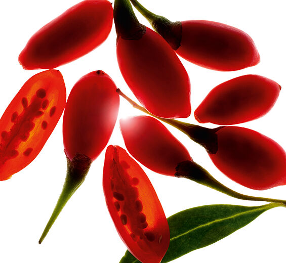 Goji-Bio-Goji-Beeren-Extrakt-Lycium barbarum fruit extract
