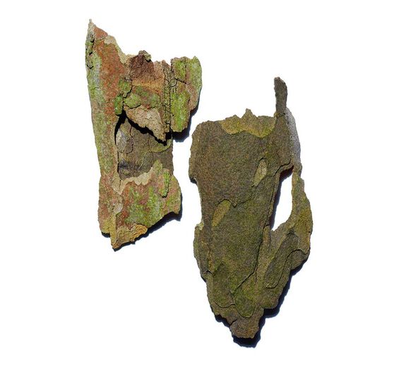 Platane-Extrait de platane-Platanus occidentalis bark extract