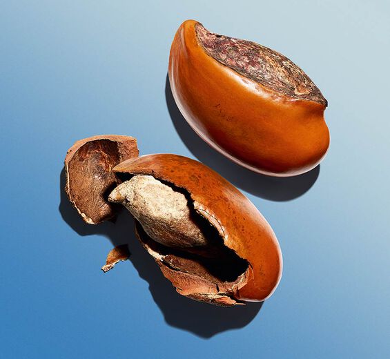 Karité-Beurre de karité-Butyrospermum parkii (shea) butter