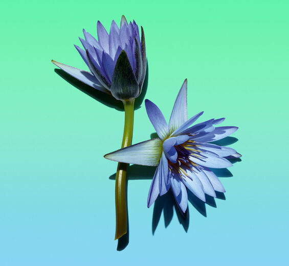 Blauer Lotus-Wachs aus Blauem Lotus-Nymphaea caerulea flower extract