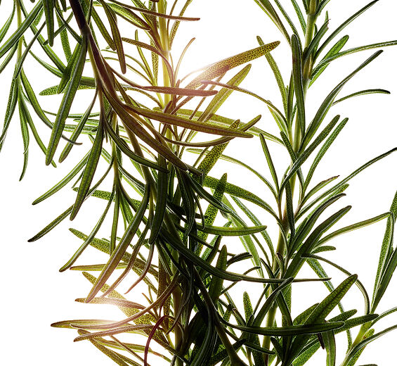 Romarin-Huile essentielle de romarin-Rosmarinus officinalis (rosemary) leaf oil