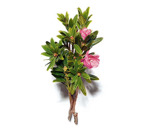 Rostblättrige Alpenrose-Alpenrosen-Extrakt-Rhododendron ferrugineum extract