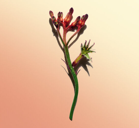 Känguru-Blume-Extrakt aus Bio-Känguru-Blume-Anigozanthos flavidus extract