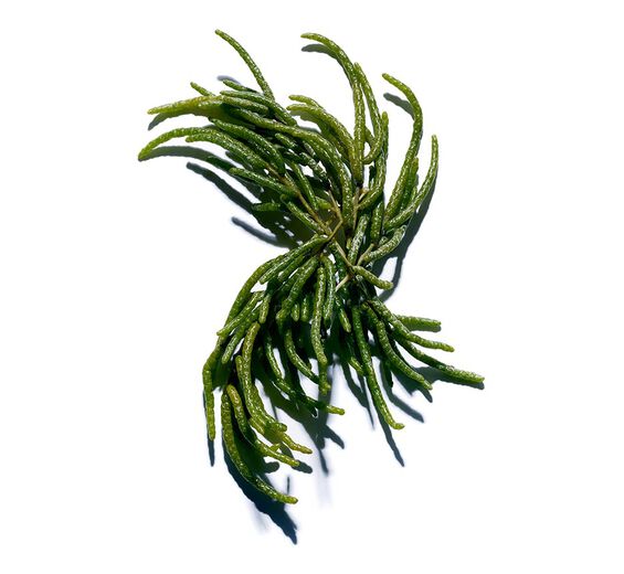 Queller-Bio-Queller-Extrakt-Salicornia herbacea extract