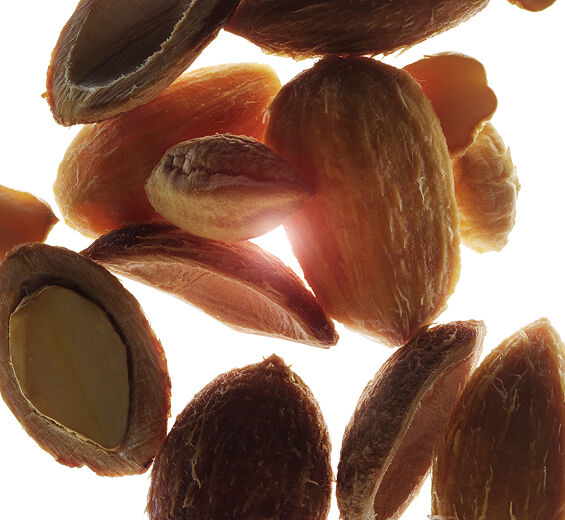 Wüstendattel-Bio-Wüstendattel-Extrakt-Balanites roxburghii seed oil