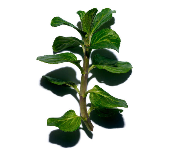 Wasserminze-Extrakt aus Bio-Wasserminze-Mentha aquatica leaf extract