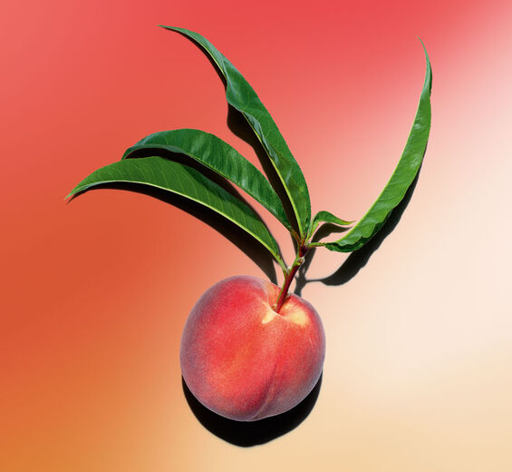 Pêcher-Lait de pêcher-Prunus persica (peach) leaf extract