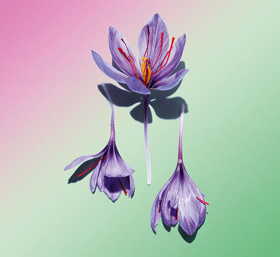 Safran-Polyphenole aus der Safranblüte (Pflanze aus biologischem Anbau)-Crocus sativus flower extract