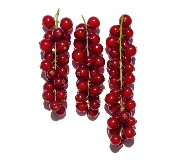Rote Johannisbeere-Extrakt aus biologischer Roter Johannisbeere-Ribes rubrum (currant) fruit extract