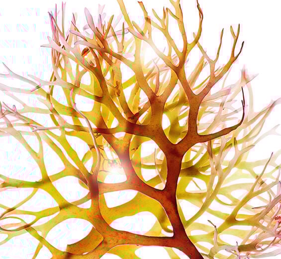 Knorpeltang-Knorpeltang-Extrakt-Chondrus crispus (carrageenan) extract
